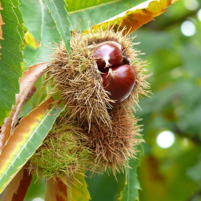 Actividades Toma Castanas