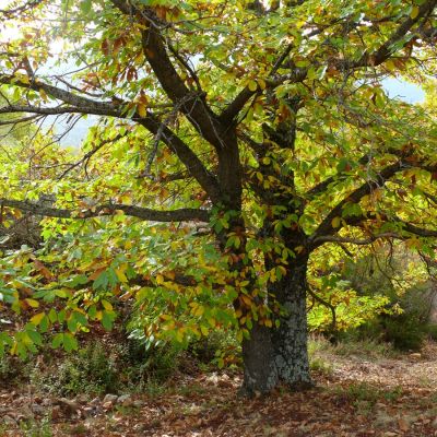 Actividades Toma Castanas. Castaño